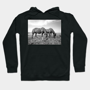 Beautiful Horses by the Sea Hoodie